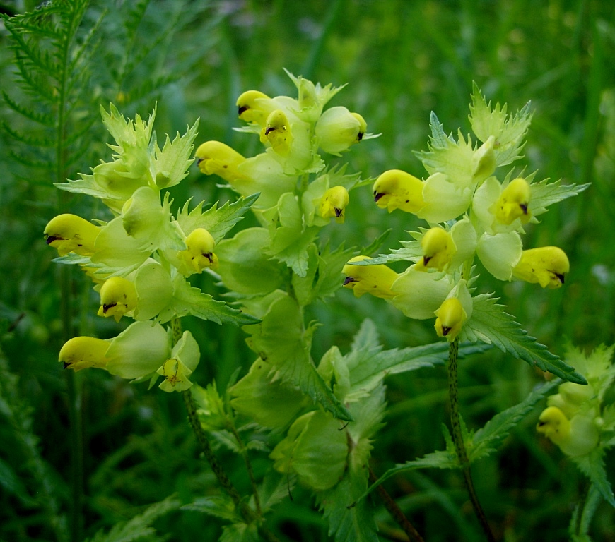 Изображение особи Rhinanthus vernalis.
