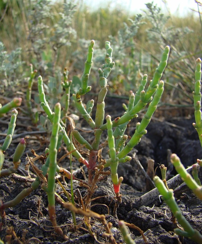 Изображение особи Salicornia perennans.