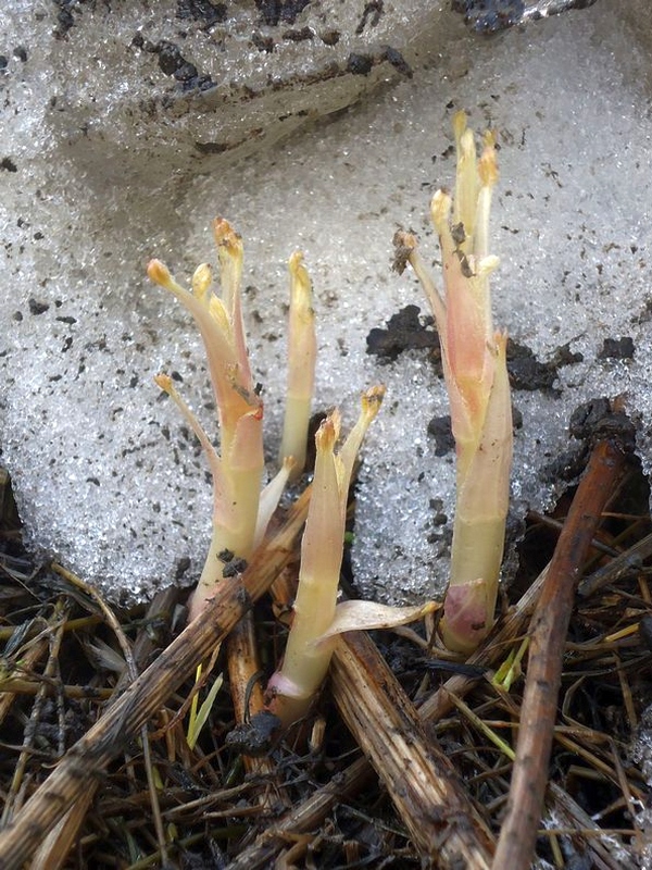 Image of Artemisia opulenta specimen.