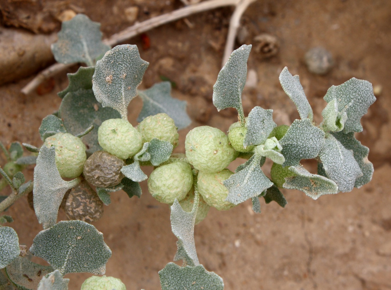 Image of Atriplex holocarpa specimen.