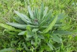 Cynoglossum officinale