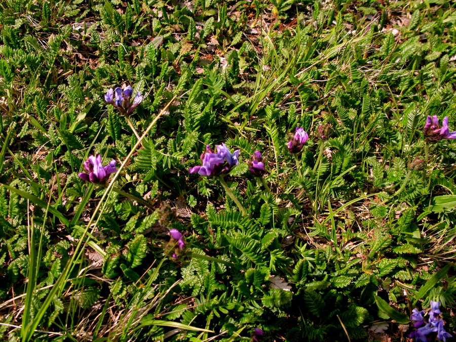 Image of Oxytropis kusnetzovii specimen.