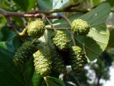 Alnus glutinosa. Созревающие соплодия. Южный берег Крыма, г. Алушта, искусственный каньон р. Демирджи. 18 августа 2013 г.