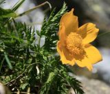 Pulsatilla aurea