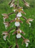 Epipactis palustris