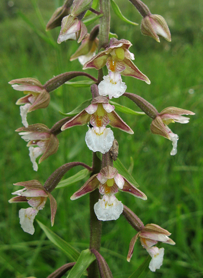 Image of Epipactis palustris specimen.