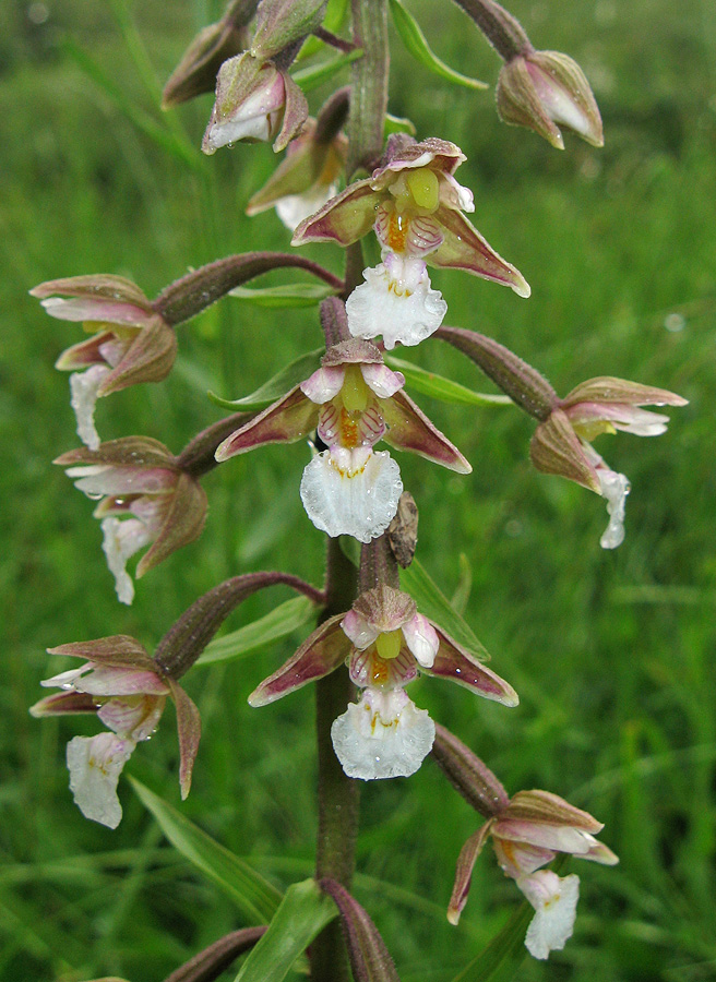 Изображение особи Epipactis palustris.