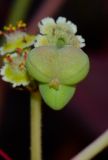 Euphorbia cotinifolia. Незрелый плод. Израиль, Шарон, пос. Кфар Шмариягу, в культуре. 08.06.2014.