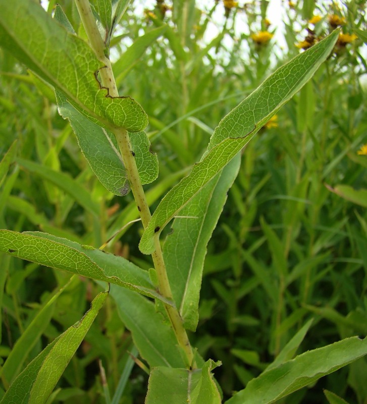 Изображение особи Inula sabuletorum.