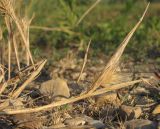 Hordeum geniculatum