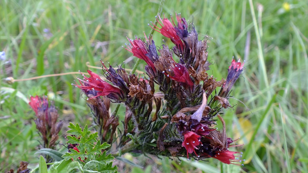 Изображение особи Echium russicum.