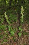 Epipactis persica. Плодоносящее растение. Крым, гора Северная Демерджи, буковый лес. 15 июля 2014 г.