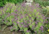 Lavandula stoechas. Цветущие растения. Крым, Ялта, Никитский ботанический сад. 27.05.2014.
