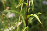 Digitalis lanata