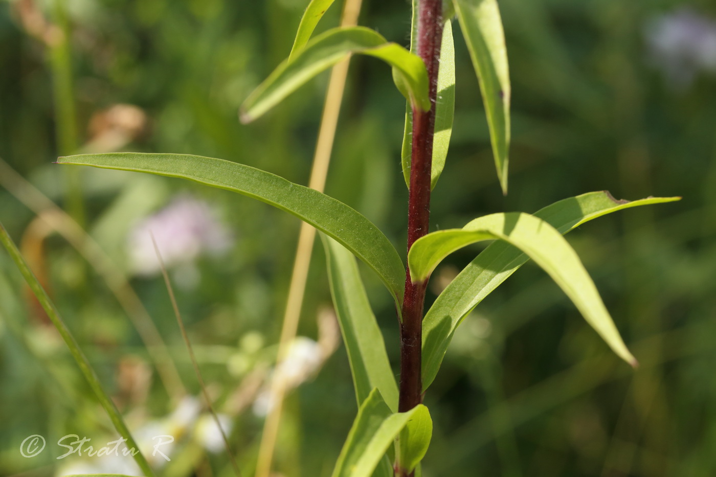 Изображение особи Digitalis lanata.