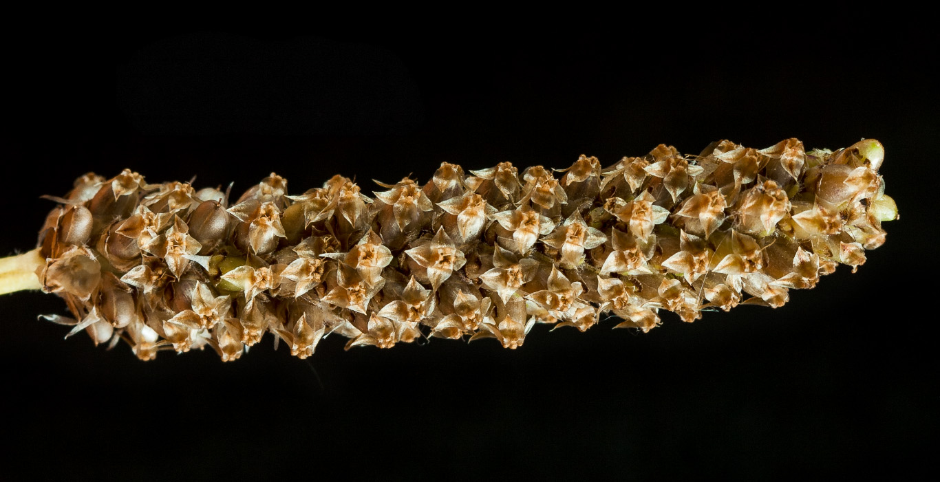Image of Plantago lanceolata specimen.