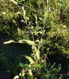 Persicaria scabra