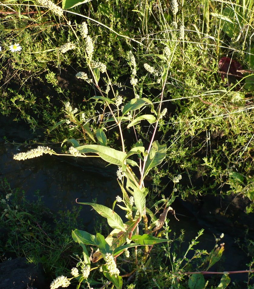 Image of Persicaria scabra specimen.