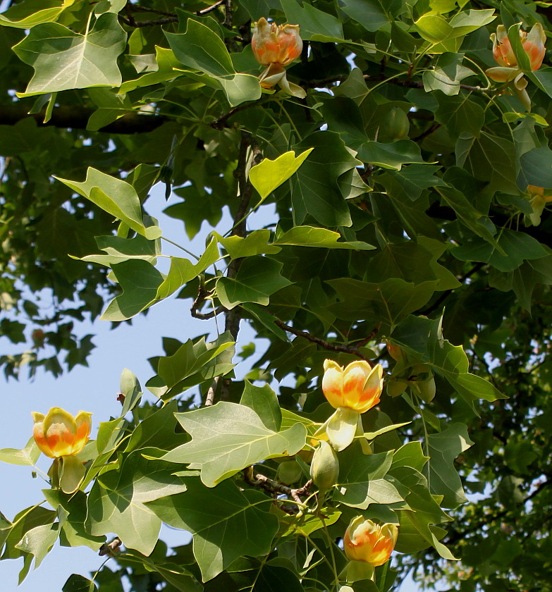 Изображение особи Liriodendron tulipifera.