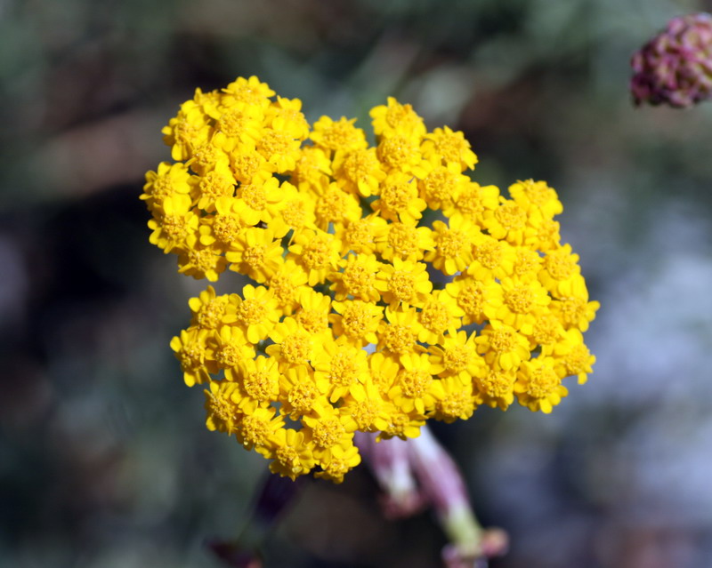 Image of Achillea arabica specimen.