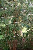 Hydrangea strigosa. Цветущее растение. Германия, г. Дюссельдорф, Ботанический сад университета. 03.07.2014.