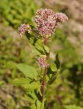 Eupatorium cannabinum
