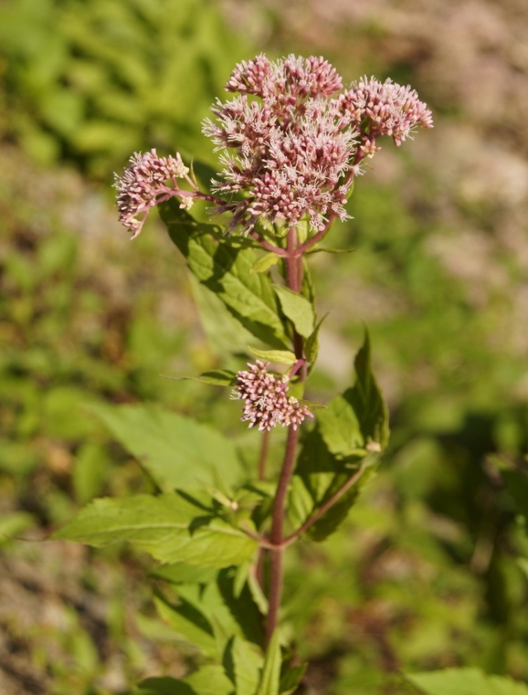 Image of Eupatorium cannabinum specimen.