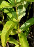 Lysimachia vulgaris