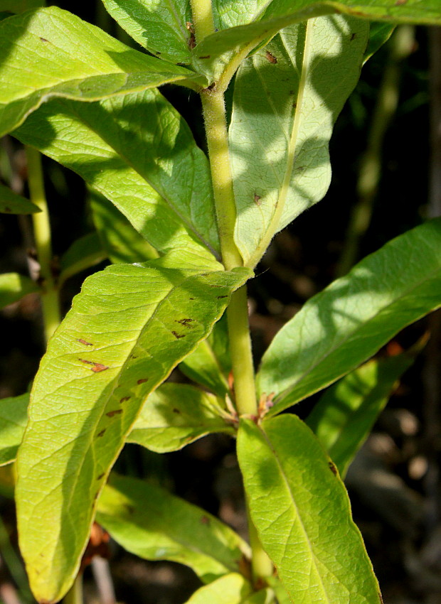 Image of Lysimachia vulgaris specimen.