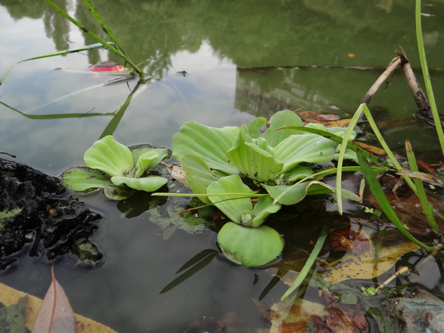 Изображение особи Pistia stratiotes.