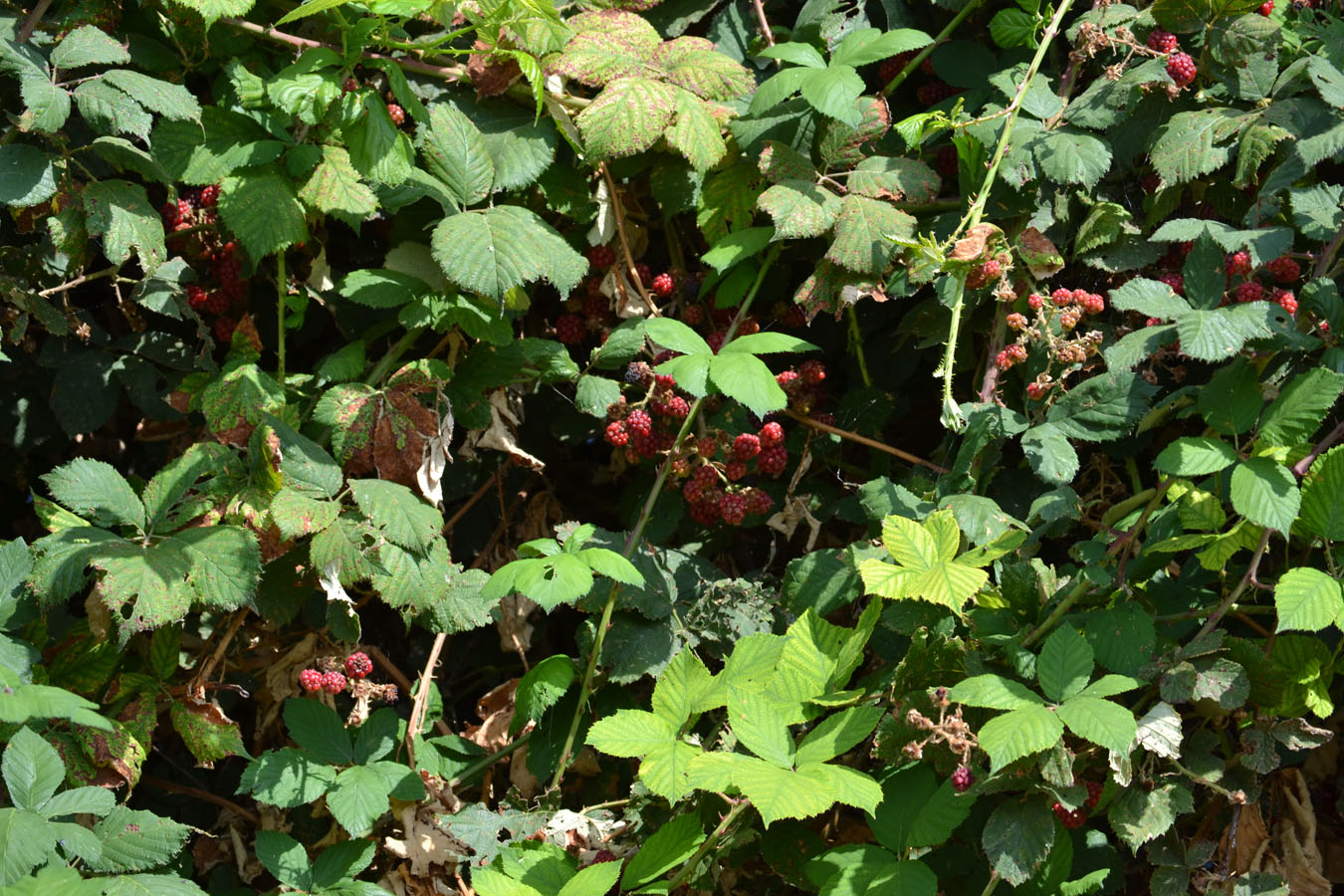 Изображение особи Rubus tauricus.