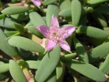 Sesuvium portulacastrum. Листья и цветок. Израиль, впадина Мёртвого моря, пос. Эйн Бокек, в культуре. 29.04.2008.