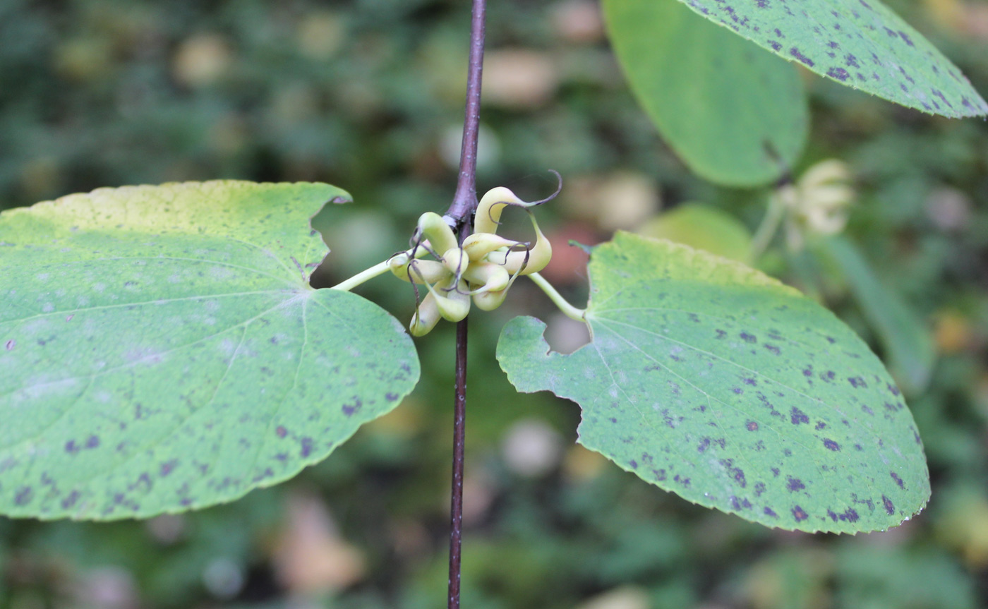 Image of Cercidiphyllum magnificum specimen.