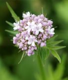 Valeriana officinalis