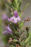 Micromeria cristata ssp. kosaninii