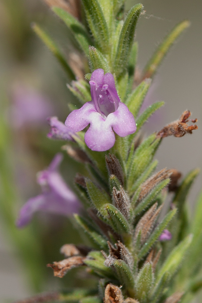 Image of Micromeria cristata ssp. kosaninii specimen.