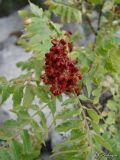 Rhus coriaria