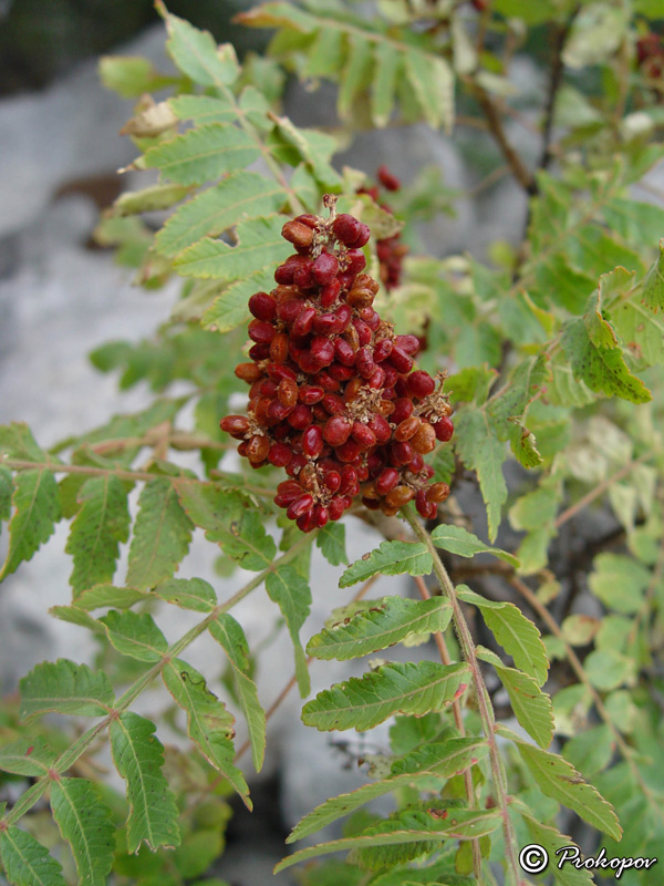 Изображение особи Rhus coriaria.