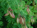 Astragalus membranaceus