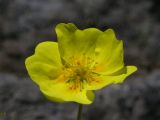 Potentilla vulcanicola