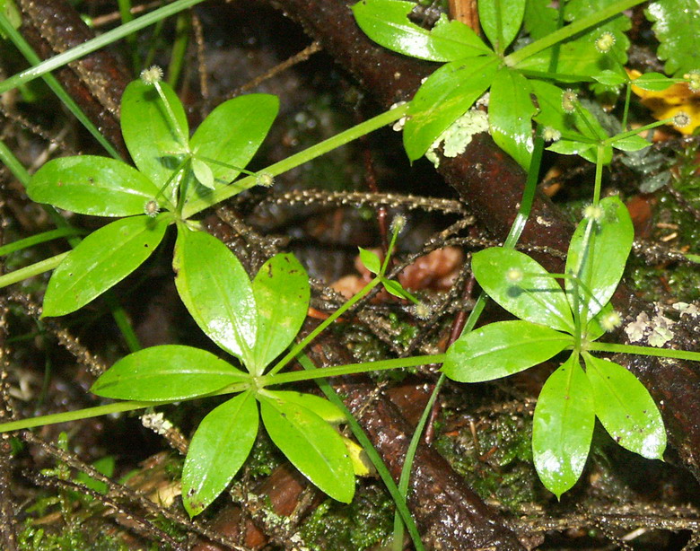 Изображение особи Galium triflorum.