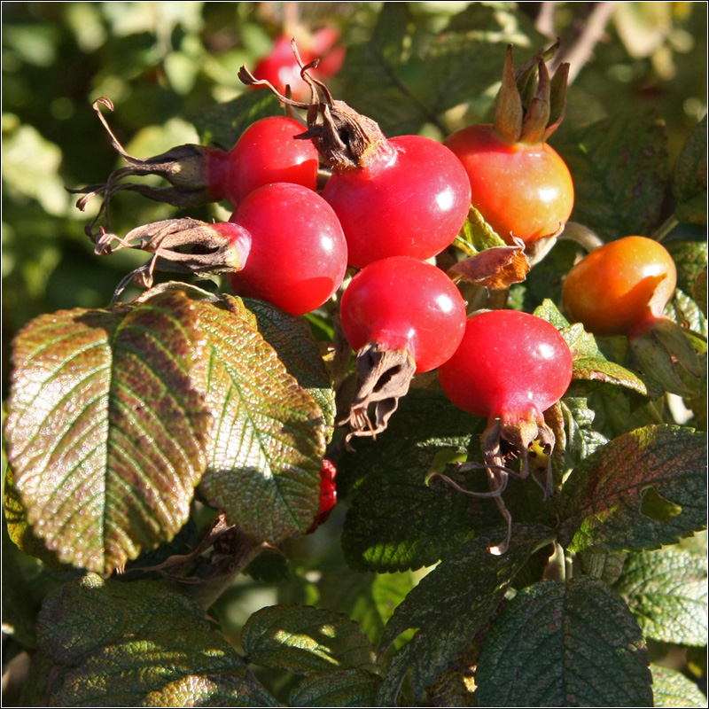 Image of Rosa rugosa specimen.