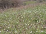 Hyacinthella leucophaea. Цветущие гиацинтики с вкраплениями сон-травы. Склон степной балки, Днепропетровская обл., начало апреля.