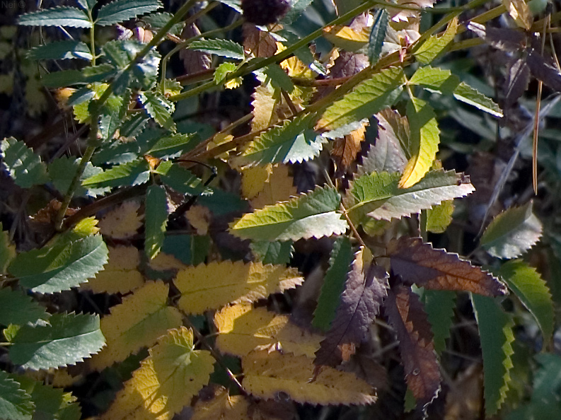 Image of Sanguisorba officinalis specimen.