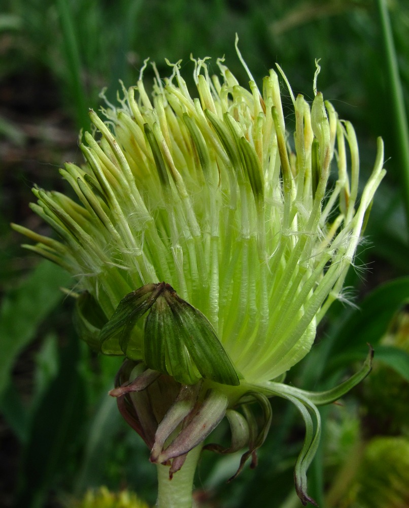 Изображение особи Taraxacum officinale.