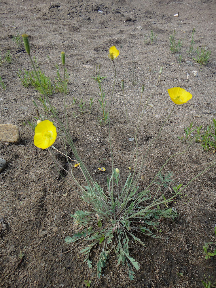 Image of Papaver nudicaule specimen.