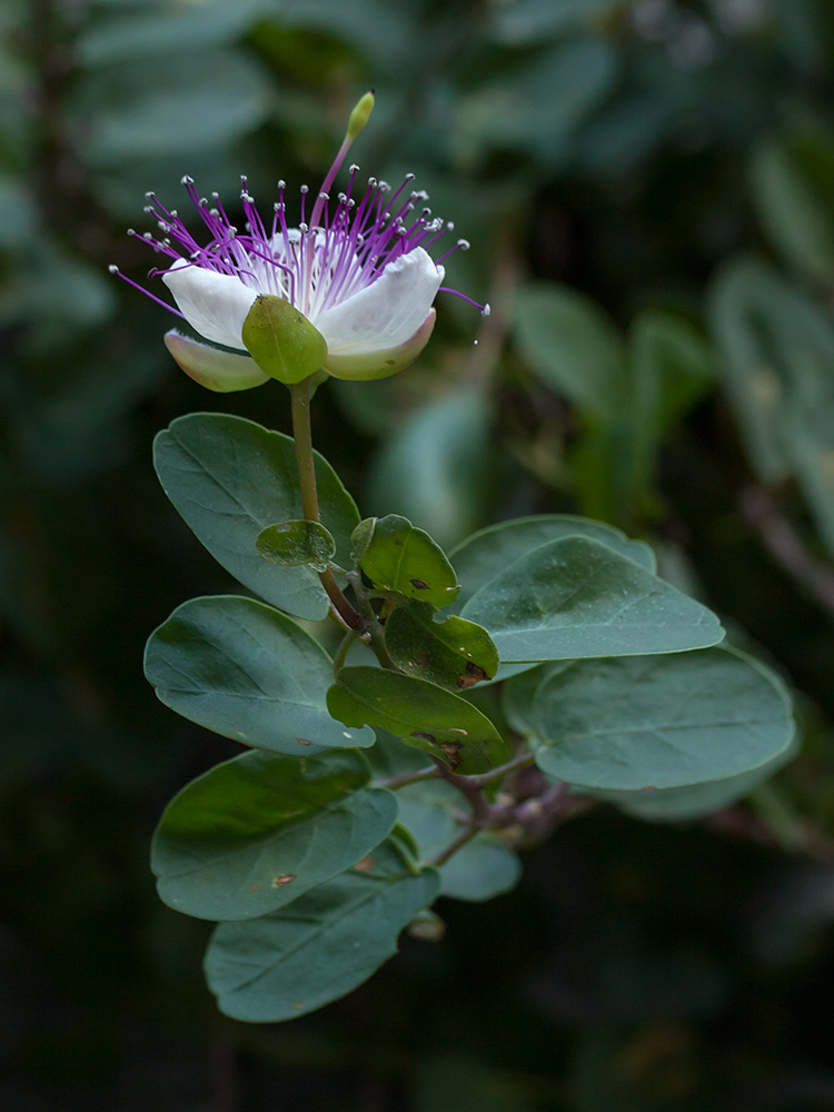 Image of Capparis orientalis specimen.