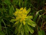 Euphorbia pilosa