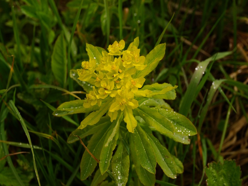 Изображение особи Euphorbia pilosa.