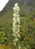 Aconitum orientale